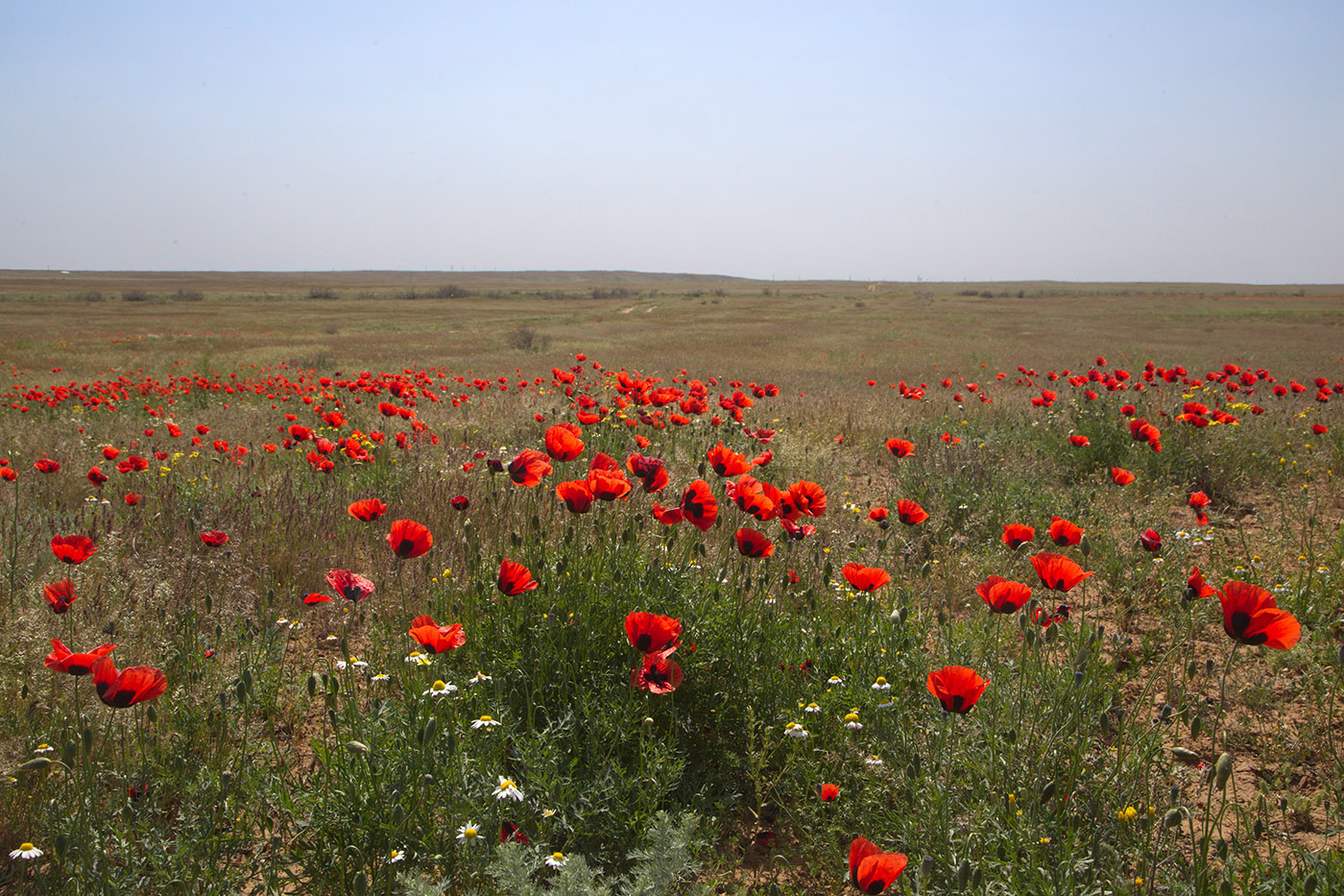 Image of Papaver arenarium specimen.