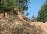 Koeleria grandis. Группа плодоносящих растений. Тверская обл., Калининский МО, окр. с. Отмичи, Дуденёвский заказник, склон заброшенного карьера. 25.08.2024.