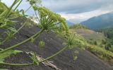 род Heracleum