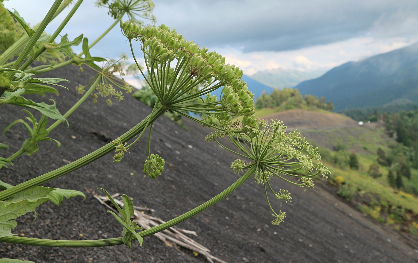 Изображение особи Heracleum leskovii.