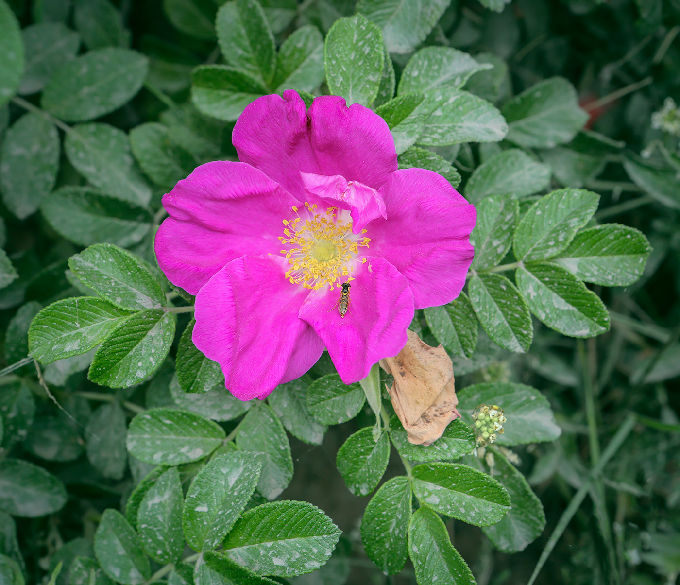 Image of Rosa rugosa specimen.