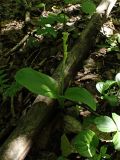 genus Liparis