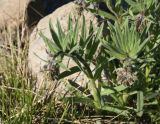 familia Boraginaceae. Растение с развивающимися соцветиями. Турция, ил Ван, р-н Битлис, кальдера Немрут, СВ берег оз. Немрут. 21 мая 2025 г.
