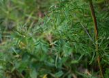 Thalictrum lucidum
