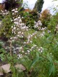 Aloysia citriodora
