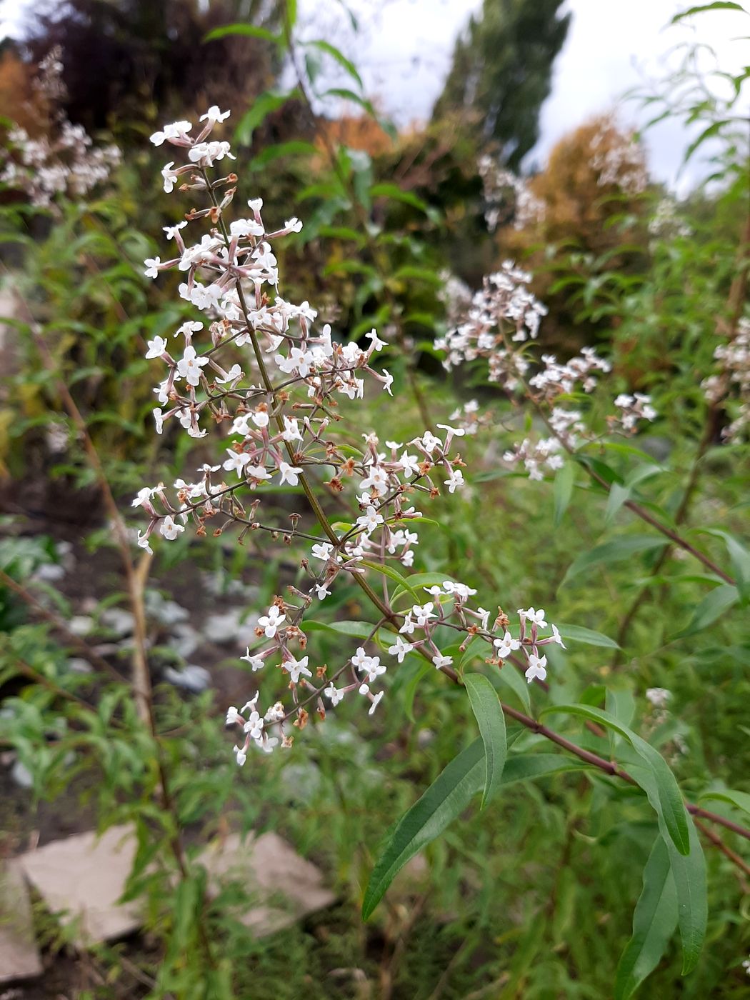 Изображение особи Aloysia citriodora.
