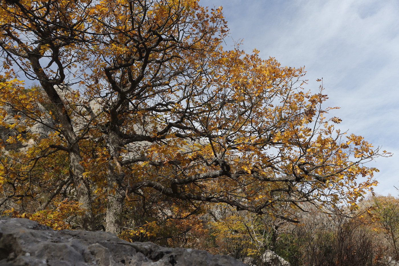 Изображение особи Quercus calcarea.