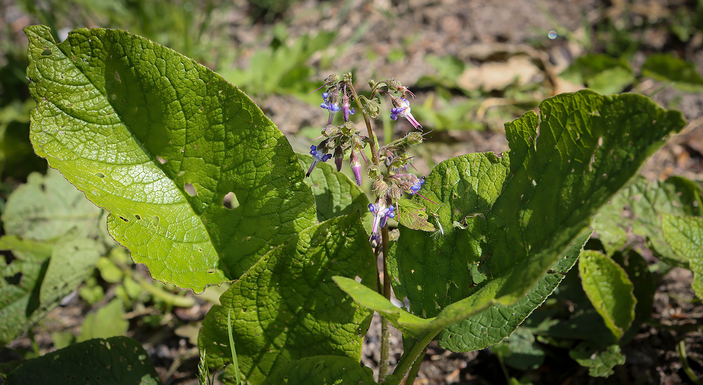 Изображение особи Trachystemon orientalis.