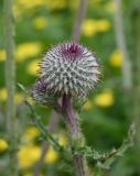 Carduus uncinatus