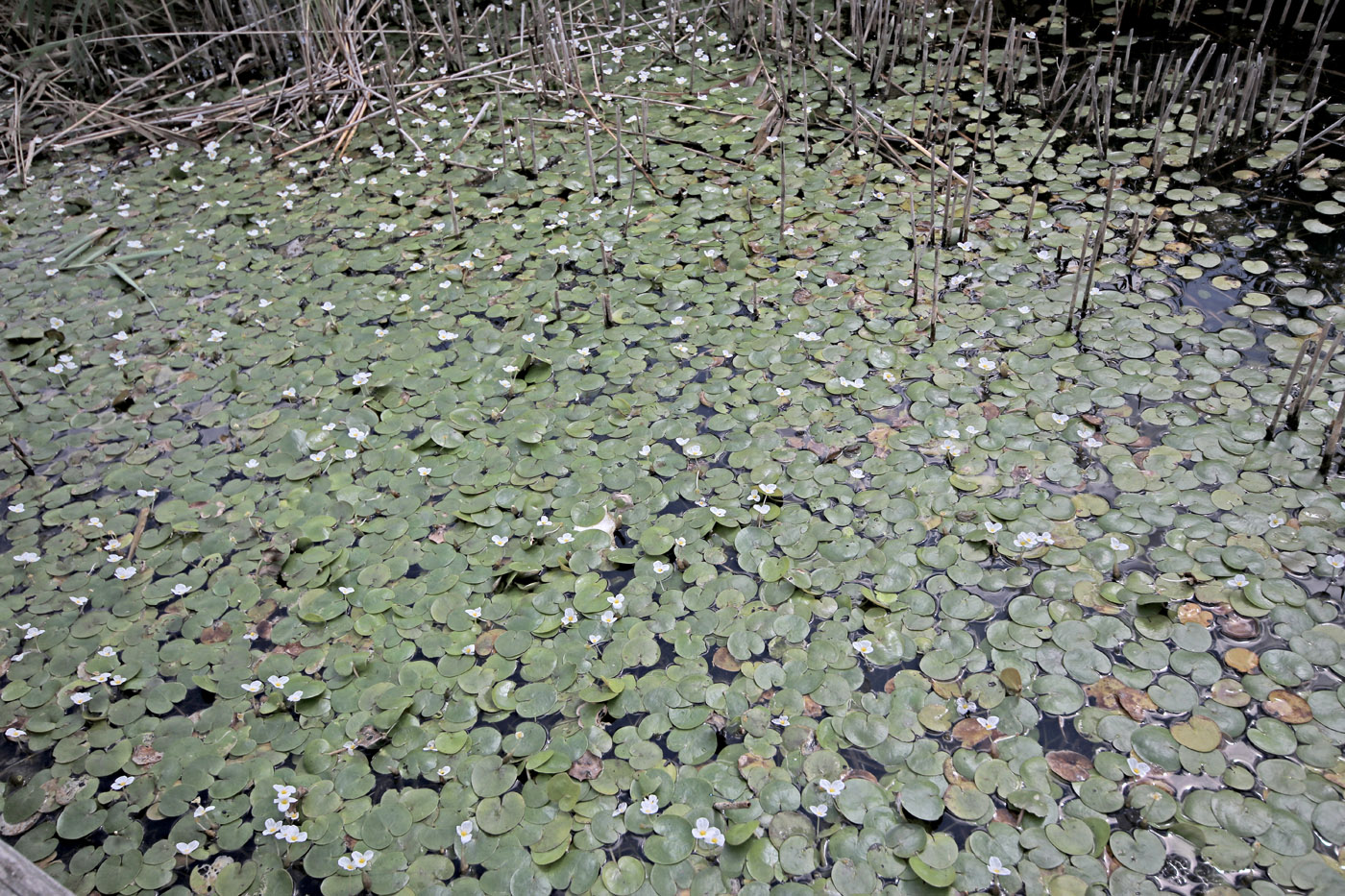 Image of Hydrocharis morsus-ranae specimen.
