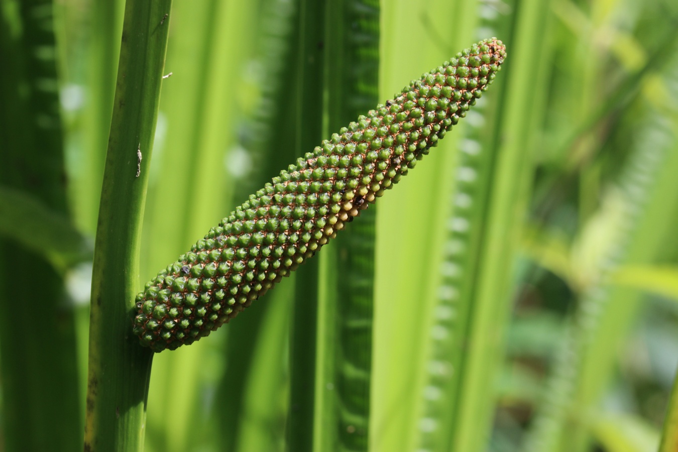 Изображение особи Acorus calamus.