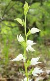 Cephalanthera epipactoides