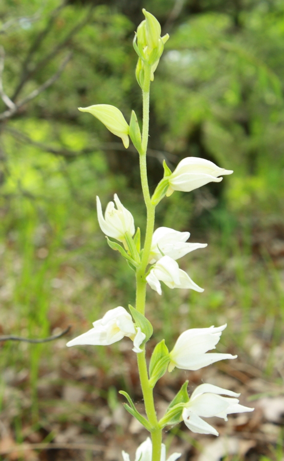 Изображение особи Cephalanthera epipactoides.