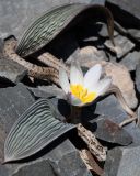 Tulipa regelii. Цветущее и вегетирующее растения с греющимся на солнце, только что вышедшим из зимовки, узорчатым полозом. Казахстан, Алматинская обл., Чу-Илийские горы, уроч. Тамгалы, каменистый склон южной экспозиции. 3 апреля 2025 г.