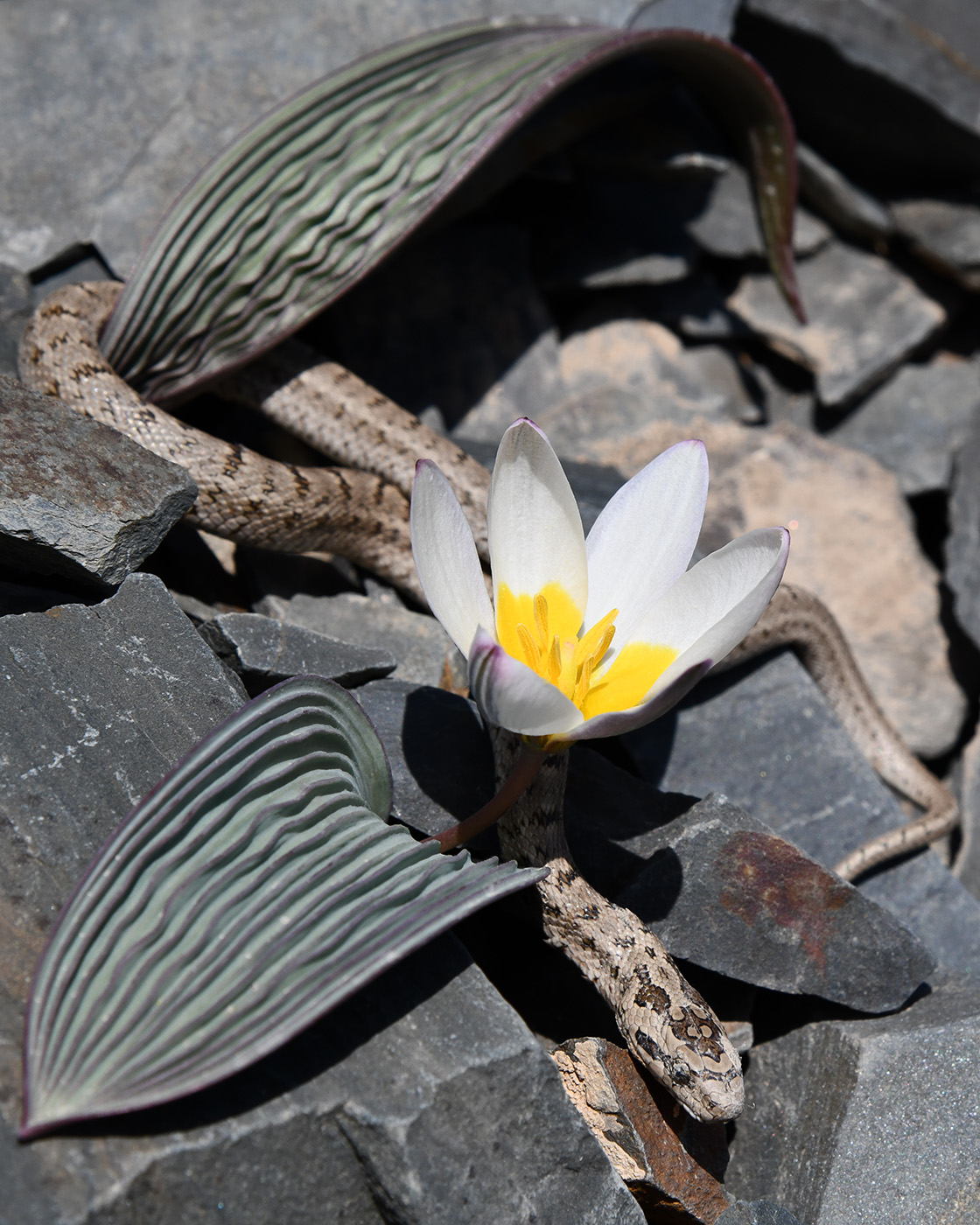 Изображение особи Tulipa regelii.