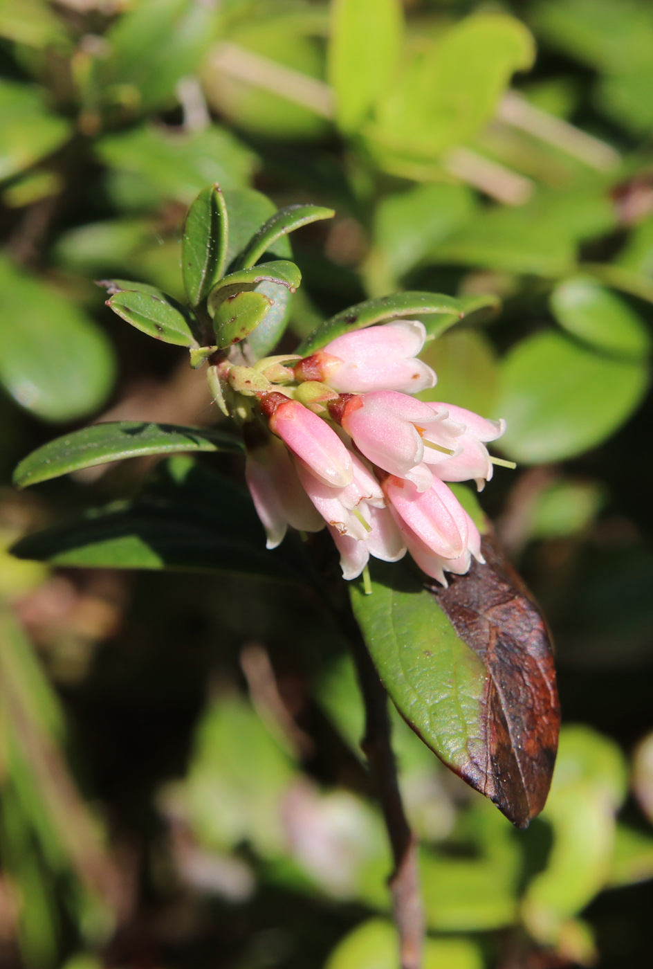Изображение особи Vaccinium vitis-idaea.