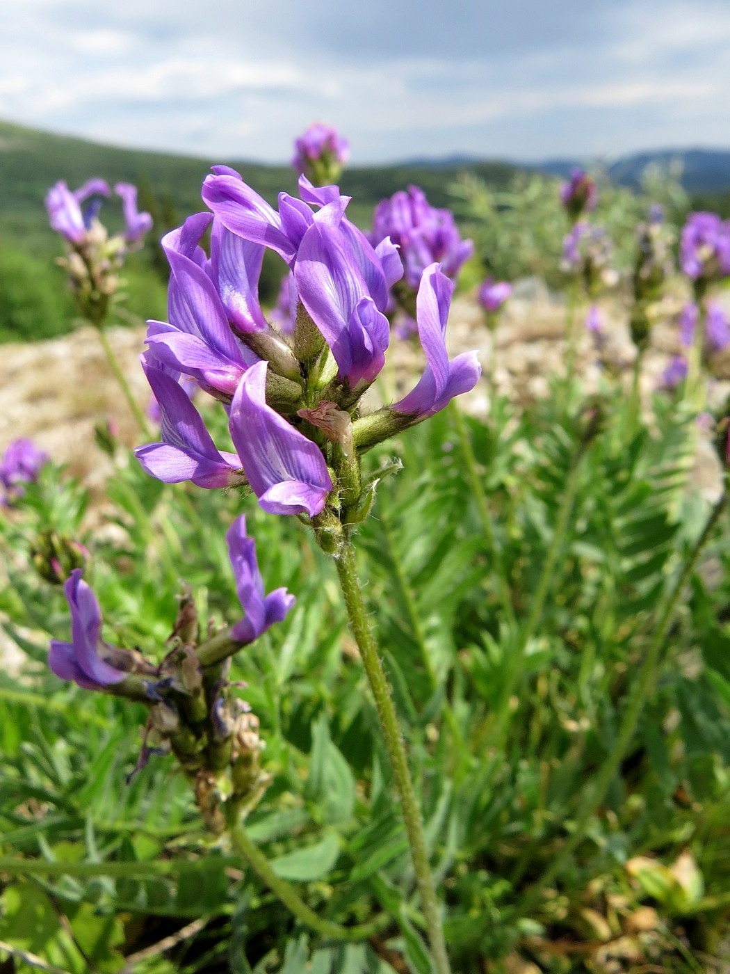 Изображение особи Oxytropis alpina.