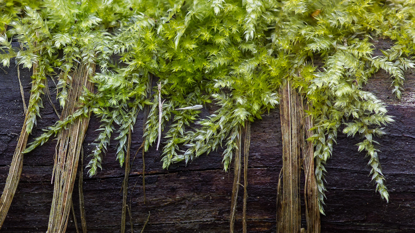 Изображение особи Callicladium haldanianum.