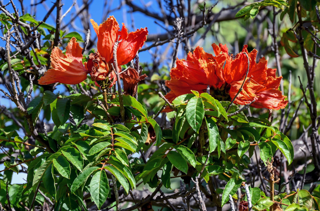 Изображение особи Spathodea campanulata.