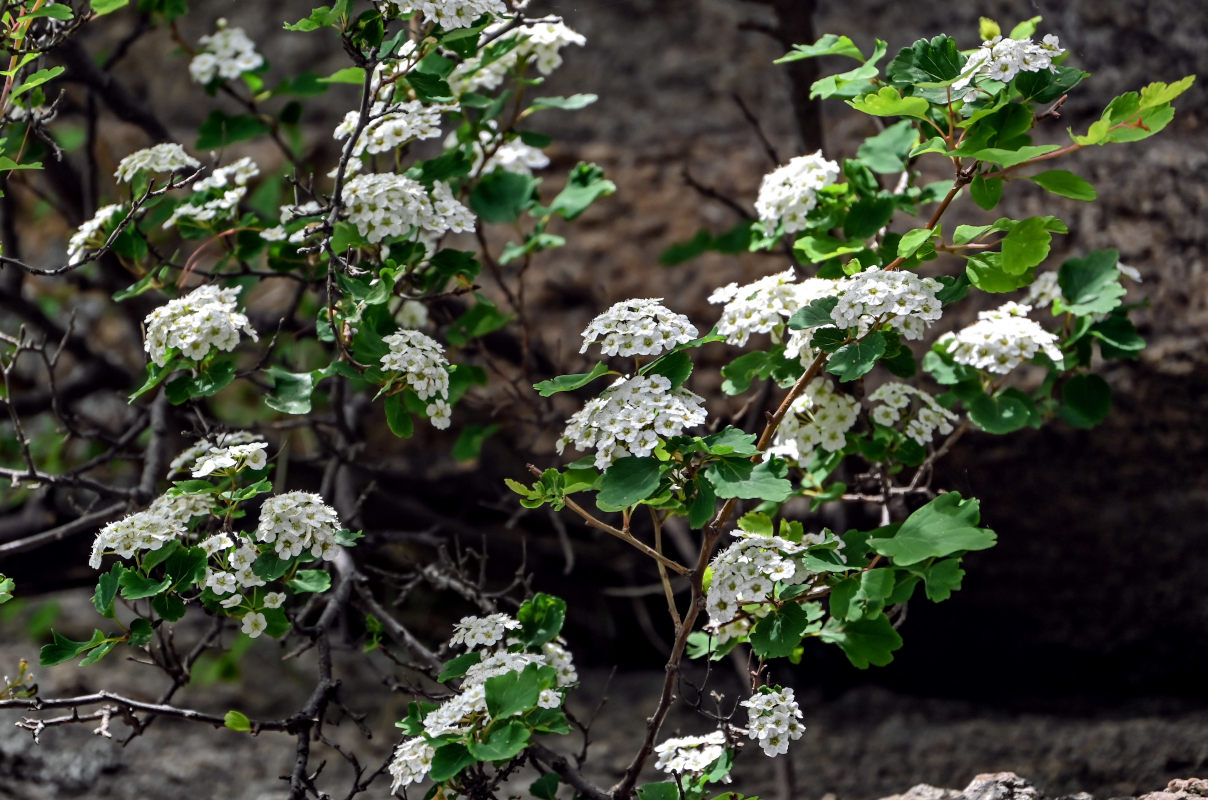 Изображение особи Spiraea blumei.