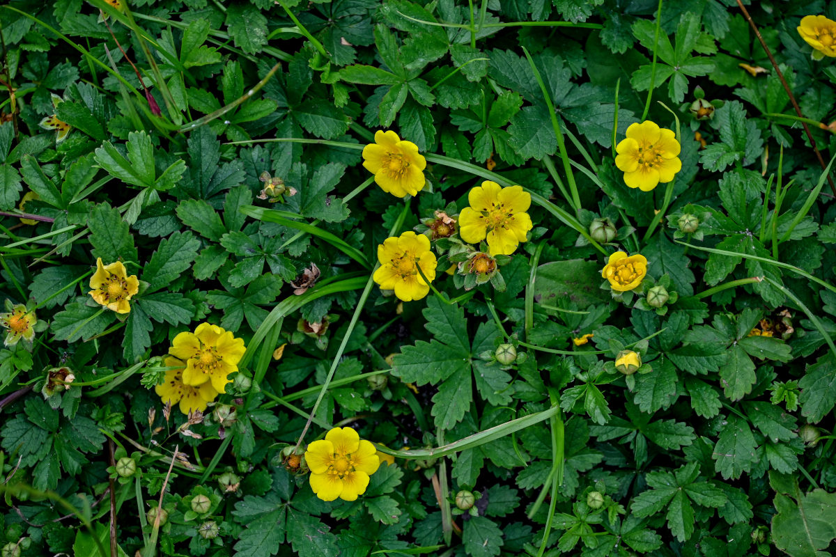 Изображение особи Potentilla reptans.