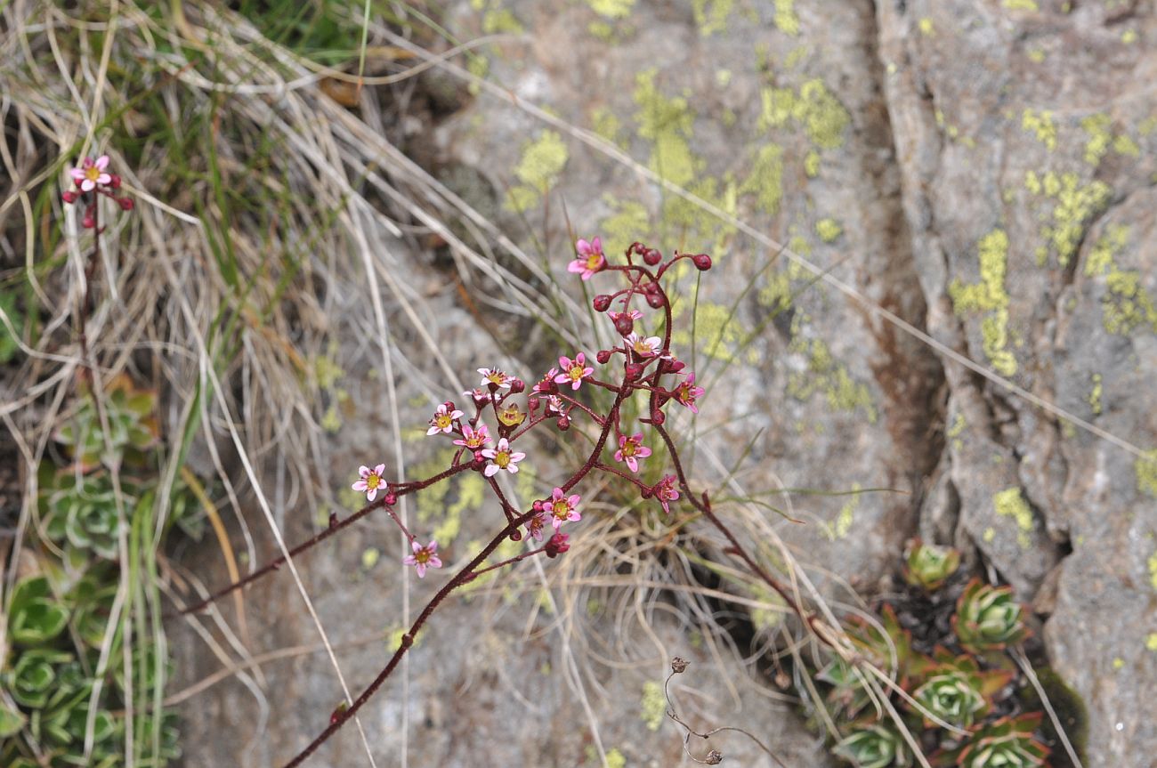 Изображение особи Saxifraga kolenatiana.