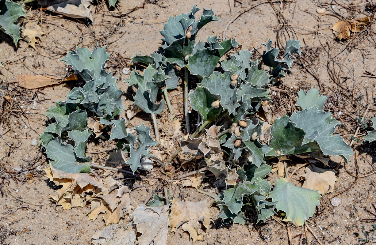 Image of Eryngium maritimum specimen.