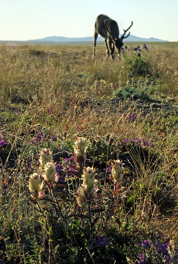 Image of Castilleja pavlovii specimen.