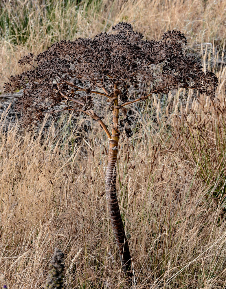 Изображение особи Daucus decipiens.