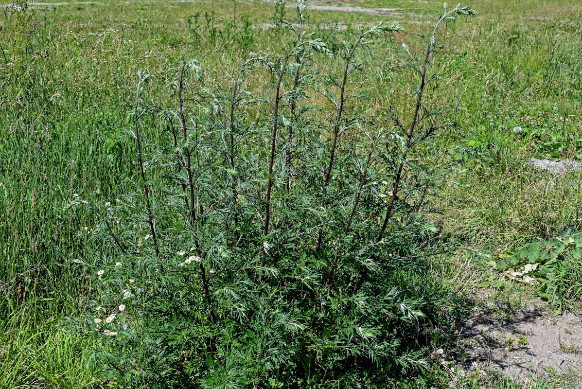 Изображение особи Artemisia vulgaris.