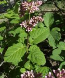 Syringa × chinensis. Часть побега с развивающимися соцветиями. Казахстан, г. Караганда, проспект Нуркена Абдирова, центральная аллея, посадки кустов на газоне. 16.05.2026.