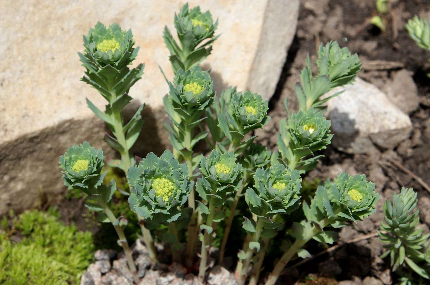 Изображение особи Rhodiola rosea.