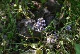 genus Orobanche. Верхушка цветущего растения. Грузия, Тбилиси, северный склон г. Сололаки, горная степь. 5 июня 2026 г.