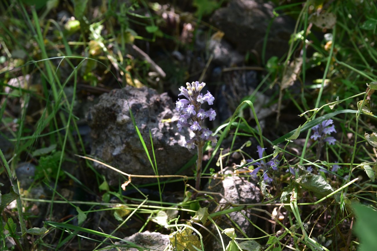 Image of genus Orobanche specimen.