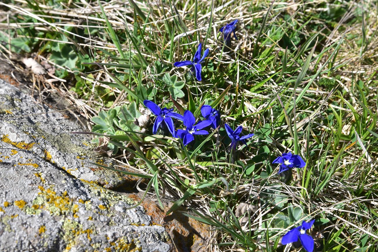 Image of Gentiana angulosa specimen.