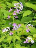 Hesperis matronalis. Верхушка цветущего растения. Краснодарский край, г. Сочи, курорт Красная поляна, лиственный лес. 12.07.2026.