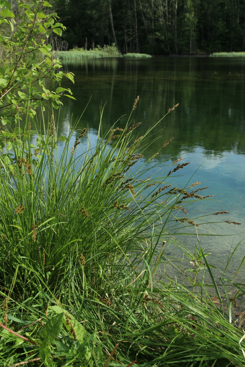 Image of Carex diandra specimen.