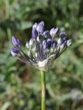 Allium caeruleum