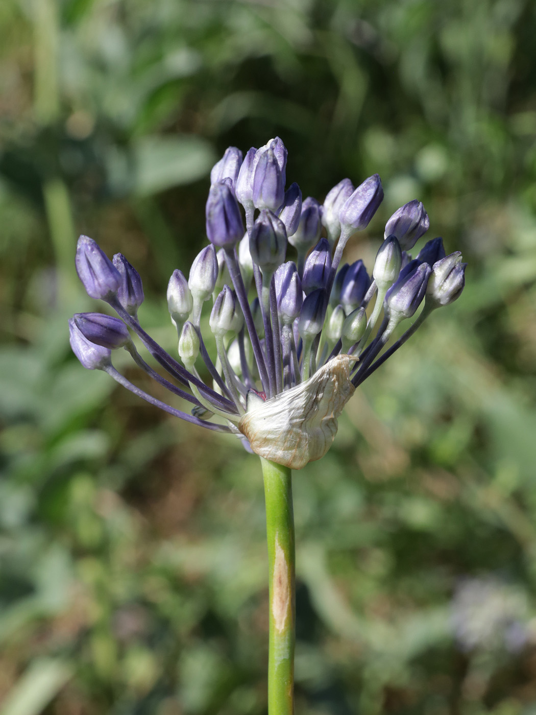 Image of Allium caeruleum specimen.