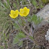 Ranunculus raddeanus
