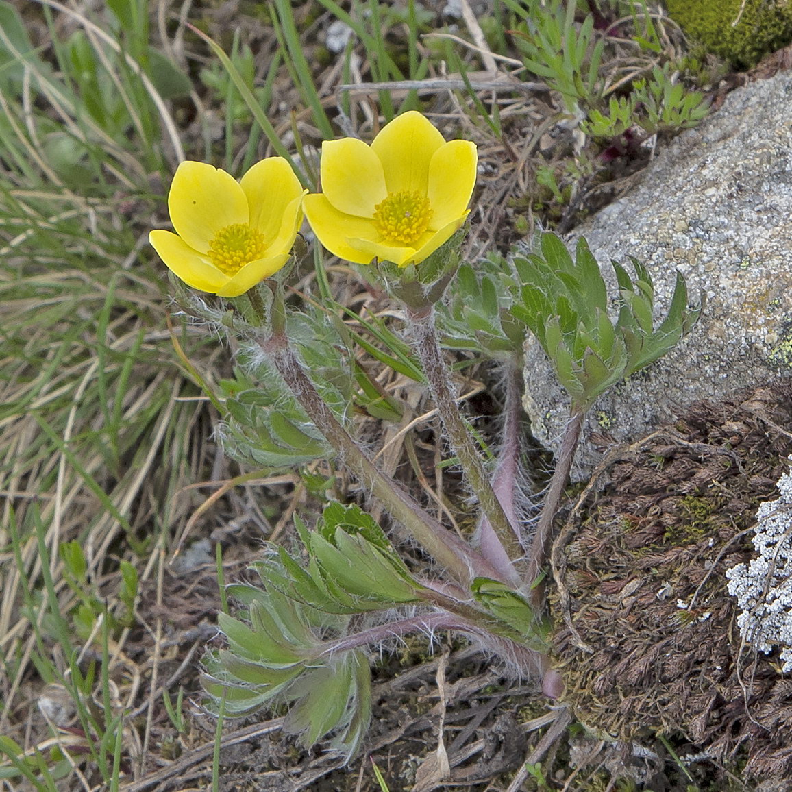 Изображение особи Ranunculus raddeanus.