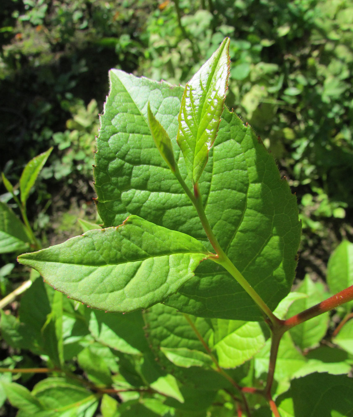 Изображение особи Stewartia rostrata.