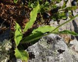 Hieracium taigense. Нижняя часть побега. Полярный Урал, дол. р. Большой Ханмей, средняя часть склона, каменистая тундра. 14.08.2026.