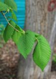 Ulmus laevis. Верхушка побега. Москва, Кузьминский парк, в посадке. 13.05.2011.