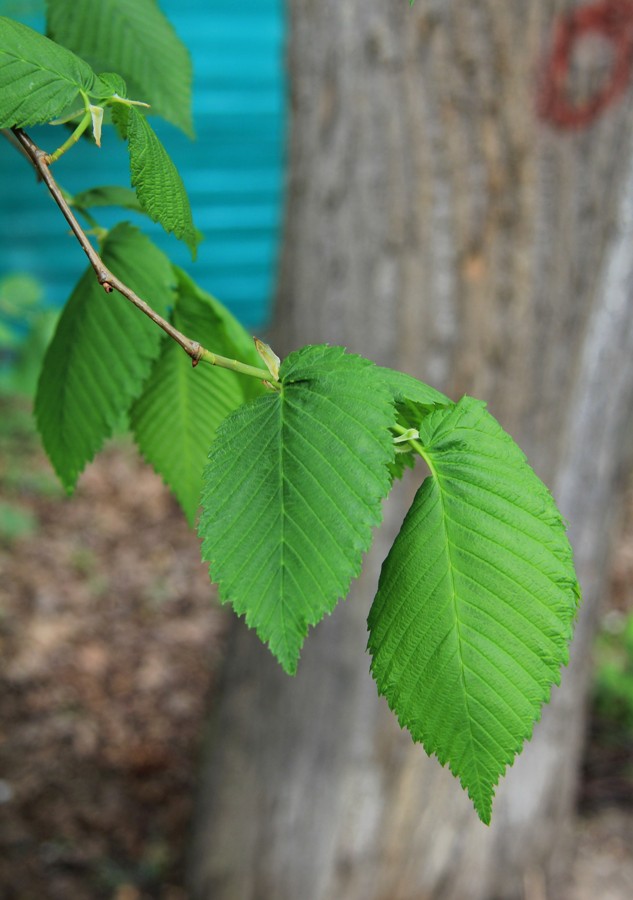 Изображение особи Ulmus laevis.