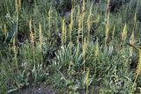 Eremurus fuscus. Цветущие растения. Кыргызстан, Нарынская обл., Ак-Талинский р-н, 17 км к юго-западу от с. Кош-Дёбё, зап. отроги хр. Джамант-Тоо; 2500 м н.у.м., глинистый откос. 07.07.2026.
