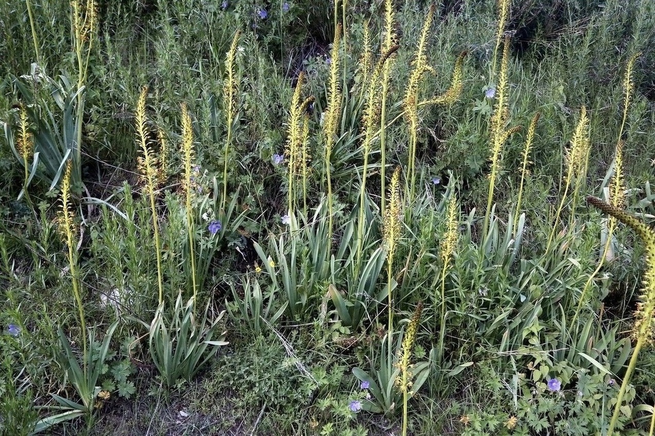 Изображение особи Eremurus fuscus.