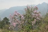 Cerasus pseudocerasus. Цветущее дерево. Китай, пров. Хунань, городской округ Чжанцзяцзе, национальный парк Чжанцзяцзе, плато горы Хуаншичжай (Huangshi). 31.03.2015.