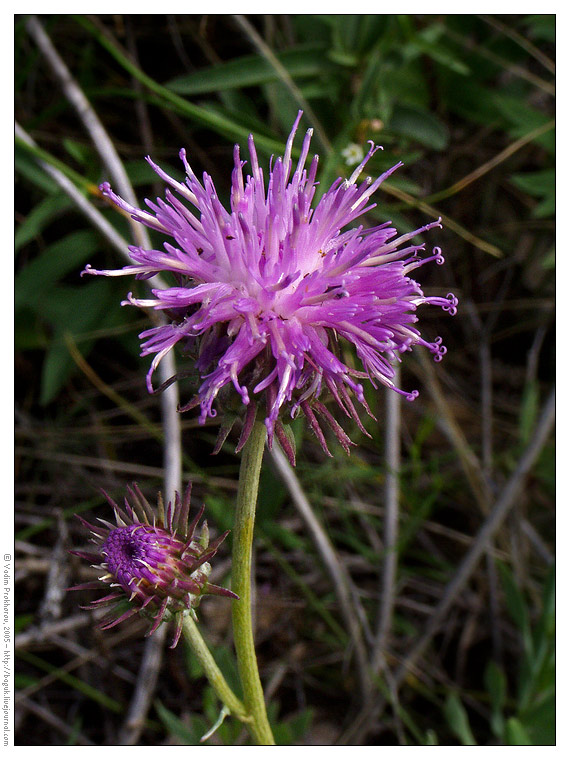 Image of Jurinea cyanoides specimen.