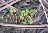 Salvinia natans. Растение на обсохшем мелководье. Владимирская обл., Гусь-Хрустальный р-н, Национальный парк Мещера, оз.Святое, обсохшие заросли воздушно-водных растений. 13.08.2009.